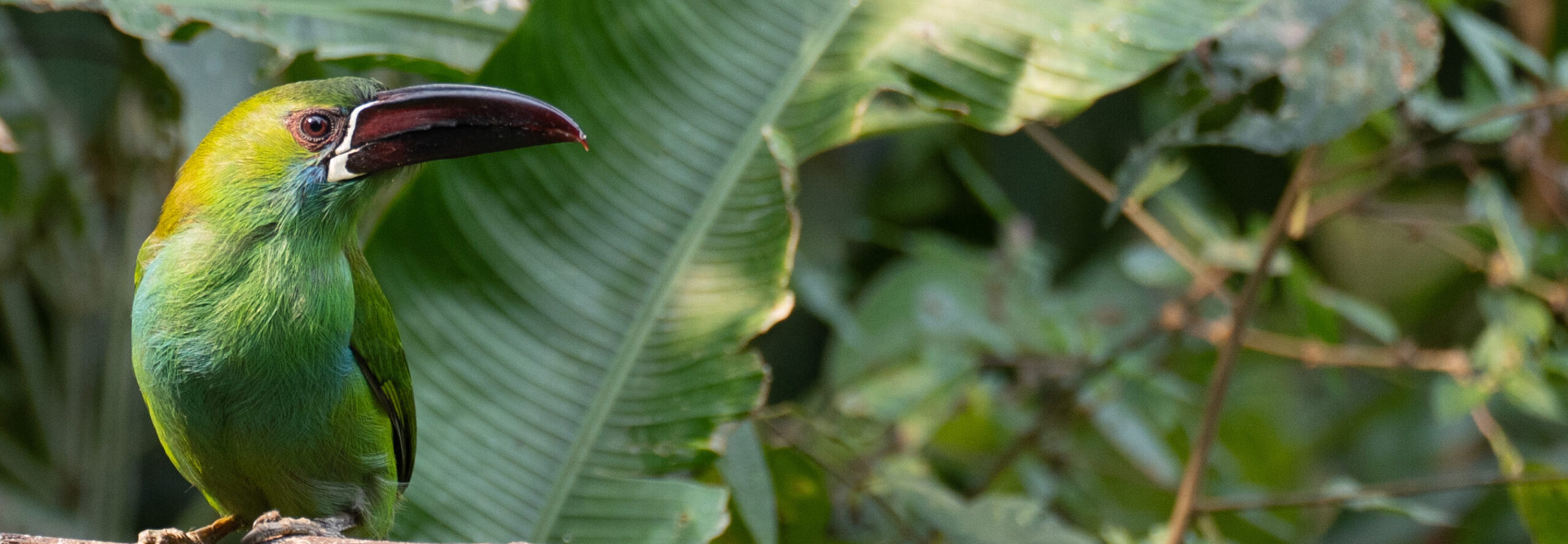 A toucan in the forest